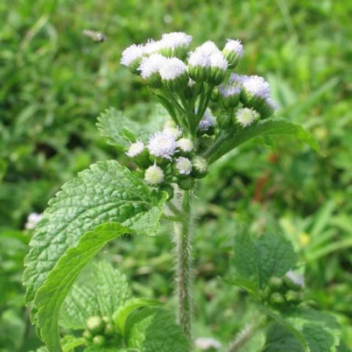 CHIẾT XUẤT CỎ NGŨ SẮC (Mọc tóc)